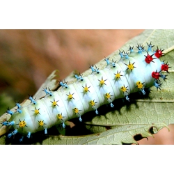 Robin Moth cecropia  larvae  